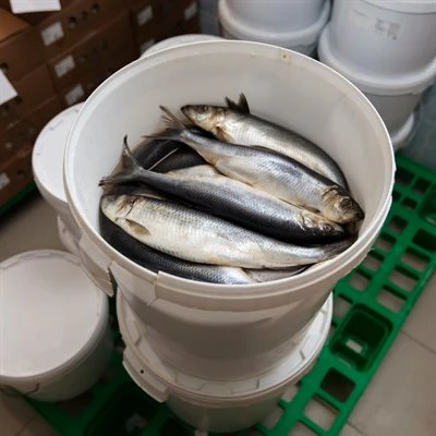 Plastic Bucket - Image 4