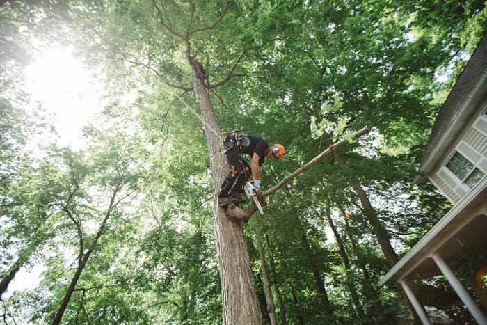 STIHL MS 151 T-CE Gas Arborist Chainsaw (23.6cc) - 12" - Image 5